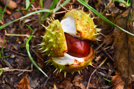 Macro cracket chestnut with thorns on the ground in the autumn woods dirt roadの写真素材
