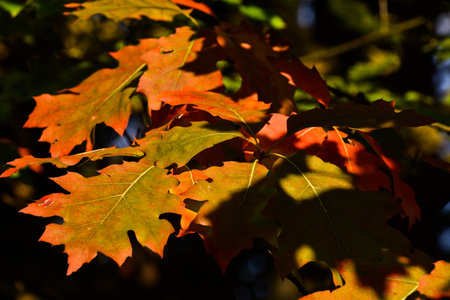 Colorfull oaks leafs in macro view in autumns forest with sunshine and darknessの写真素材
