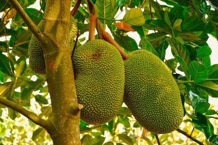 Artocarpus altilis breadfruit flowering tree with the maturely fruits