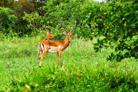 Male Impala with the lyre shaped horns in the Kruger national Park in Southの写真素材