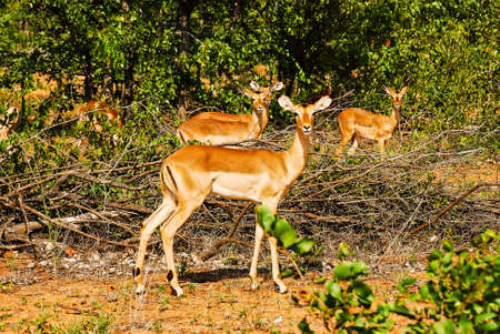 The female Impalas in Kruger national park in South Africaの写真素材