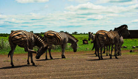 The drove of plains zebra in South Africa is playing in the Kruger parkの写真素材