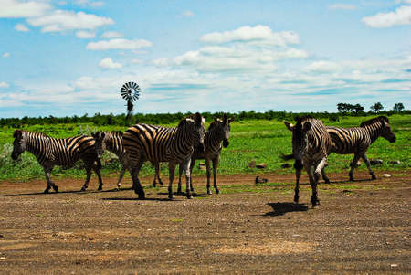 Equus quagga is The Plains Zebra living in the South Africa with the black and white stripes and brown shadowsの写真素材