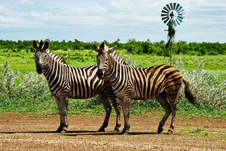 Two curious Zebra is watching you and pose in front of camの写真素材