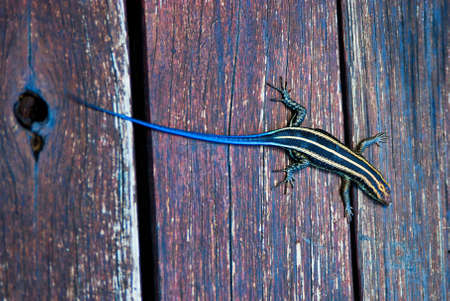 Lizard with the blue tail and yellow stripes on the bodyの写真素材