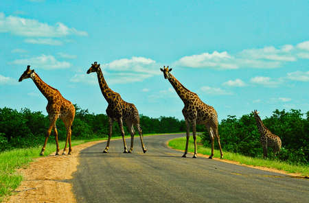 African Giraffe is walking across the street like The in Kruger national parkの写真素材