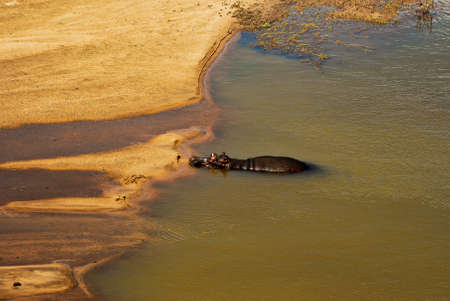 The Hippo in the river in Kruger National Park in South Africaの写真素材