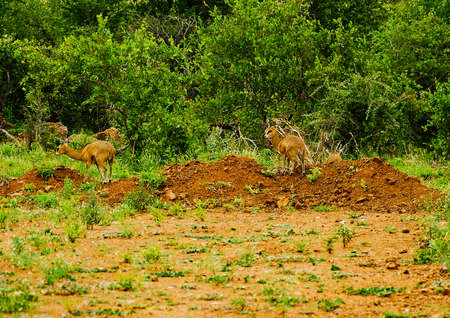 The smallest antelopes called Four Horned in Kruger National Park in South Africaの写真素材