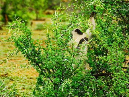 Vervet monkey is eating acacias in Kruger National Park in South Africaの写真素材