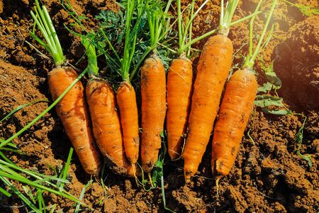Bunch of fresh carrots with greens on the ground. の写真素材