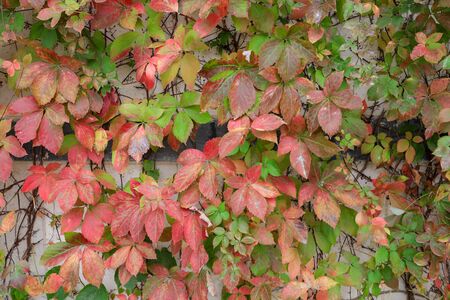 Autumn. Red and Green maple leaves.の写真素材