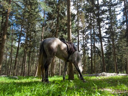 Arabian horse eats grass in the forest.の写真素材