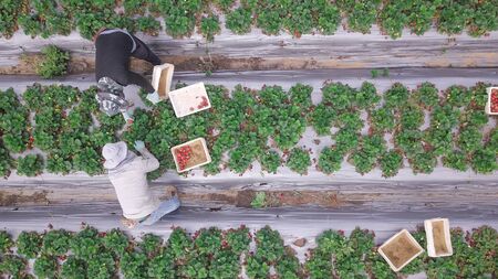 Strawberry picking. Farmers picking fresh ripe strawberry s by hand in a beautiful green field. Aerial View.の写真素材