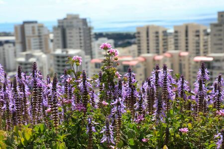 Purple flowers and a residential neighborhood in the background.の写真素材