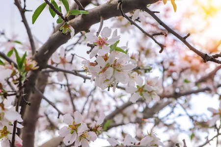 Branches of the almond tree.
