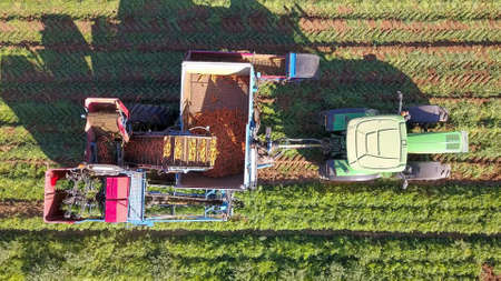 Agricultural machinery. Carrot harvesting using mechanized harvesting equipment. Large carrot field.の写真素材