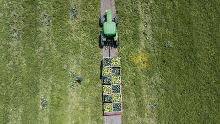 Farmers harvesting watermelons in the field. Watermelon Harvest.