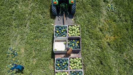 Farmers harvesting watermelons in the field. Watermelon Harvest.の写真素材