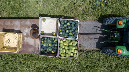 Watermelon Harvest. Farm workers picking Watermelons in a field.の写真素材