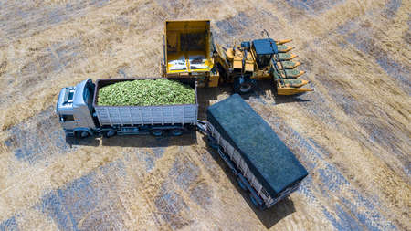 Sweet Corn. Truck trailer loaded with Sweet Corn Cobs at agriculture field.の写真素材