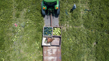 Farmers harvesting watermelons in the field. Watermelon Harvest.