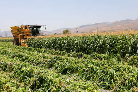 Corn picker harvesting a Sweet Cornfield. Harvest of Agriculture field.