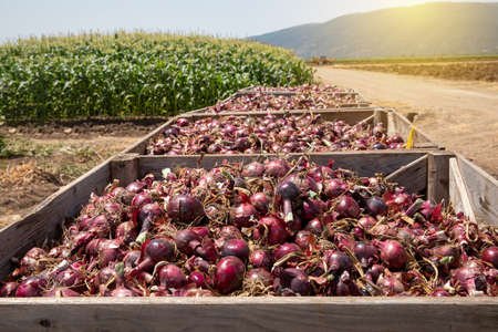 Fresh harvested Red Onions. Red onions in a Wooden Crates in a field.の写真素材