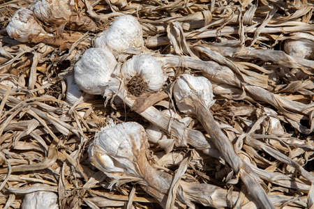 Garlic: Bunch of fresh garlic harvest on soil ground. Onion picking season.の写真素材