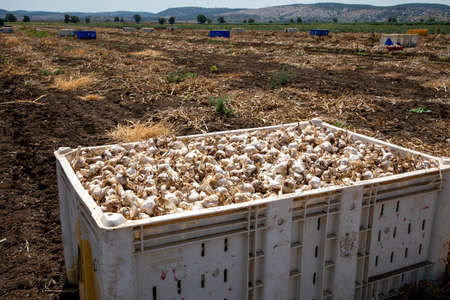Garlic: Bunch of fresh garlic harvest on soil ground. Freshly dug heads of garlic bulbs.の写真素材