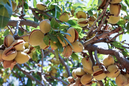 Almonds nuts. Green Almonds on the tree ready for harvest.