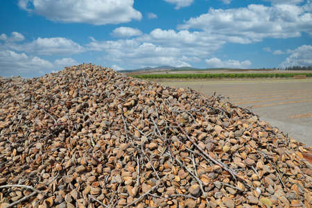 Almond fruit after harvesting in an agricultural field.