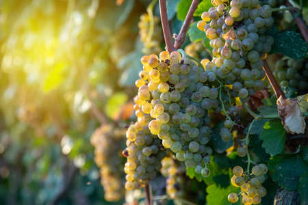 Bunch of Ripe Vineyard Grapes. Grapes Wineries.の写真素材