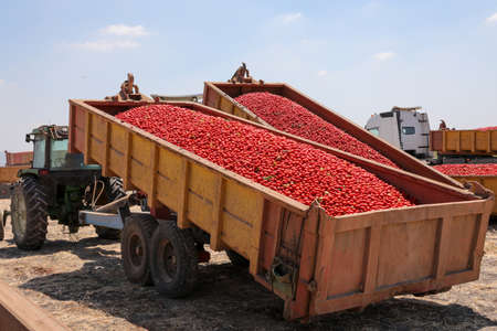 Tomatoes harvest. Tractor with trailer full of fresh tomatoes picked in the field.