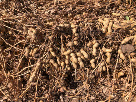 Peanut Harvest. Fresh peanuts with shells on farmland.