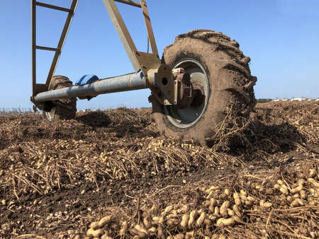 Peanut Harvest. Fresh peanuts with shells on farmland.の写真素材