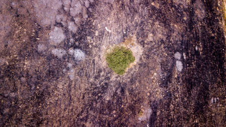 Drone view on a green tree on a post Forest fire-scorched land.