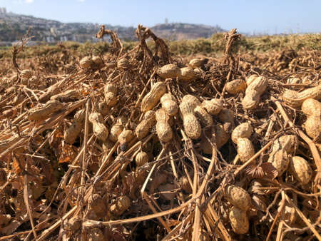 Peanut Harvest. Fresh peanuts with shells on farmland.