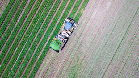 Soybean harvest at spring season. Agricultural landscape.の写真素材