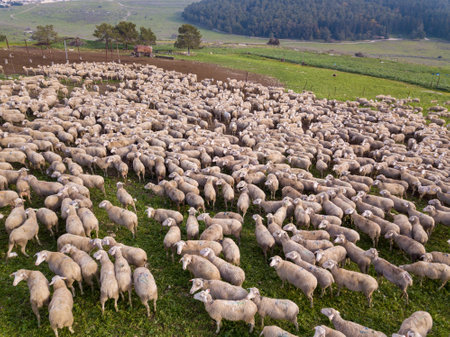 Herd of white sheep grazing in a Green landscape.の写真素材