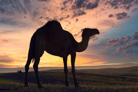 Silhouettes of Camels in the desert.の写真素材