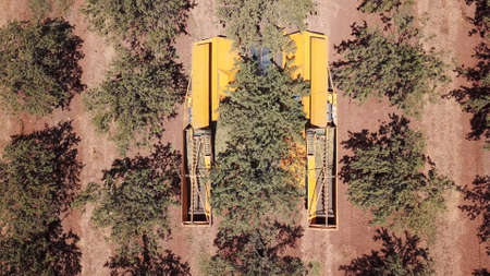 Almond tree harvest using a mechanical arm to shake ripe almonds off the tree,の写真素材