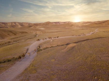 Camel big heard at desert.の写真素材