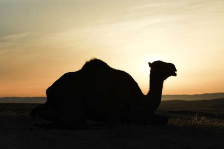 Camel standing on Desert land at Sunrise.の写真素材