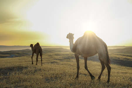 Camel standing on Desert land at Sunrise.の写真素材