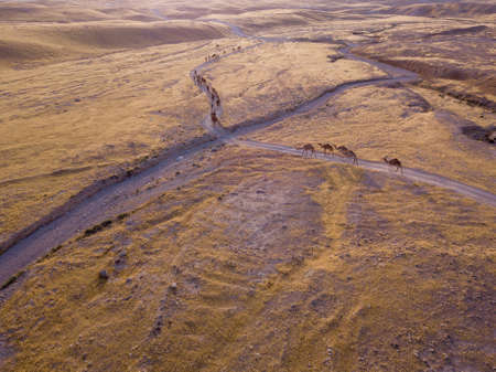 Camel big heard at desert.の写真素材