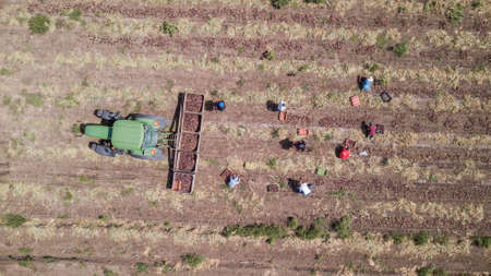 Haifa, Israel - June 10, 2020: Farmworker manual picked Red Onions in an agriculture field. Aerial view.のeditorial素材