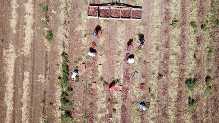Farmers pick red onions from the soil, tractor stands near and carries large wooden boxes with freshly picked onions.の写真素材