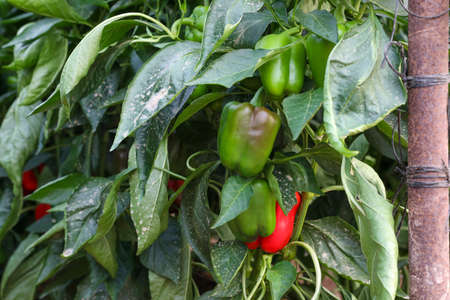 Sweet pepper is grown in a greenhouse.