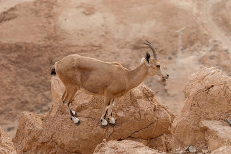 Ibexes are standing on a cliff in a desert landscape.の写真素材