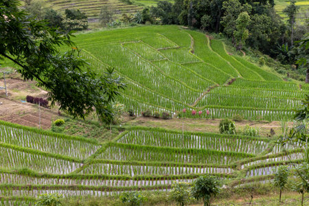 Terraced rice paddy field in Chiangmai, Thailand. Green rice paddy fields.の写真素材